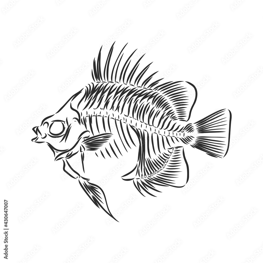 skeleton of fish. sketch. skeleton of a prehistoric fish vector sketch ...