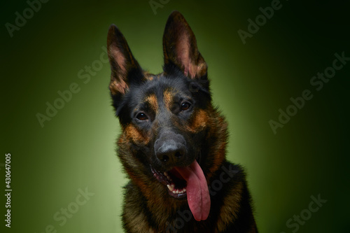 Sheepdog. German Shepherd. The dog smiles. Dog on a green background.