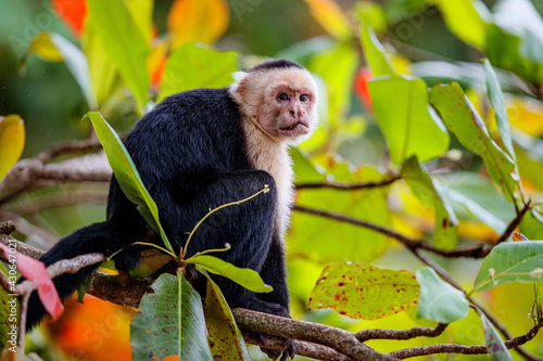 Panamanian white-faced capuchin (Cebus imitator), also known as the Panamanian white-headed capuchin or Central American white-faced capuchin sitting in a tree in Manuel Antonio in Costa photo