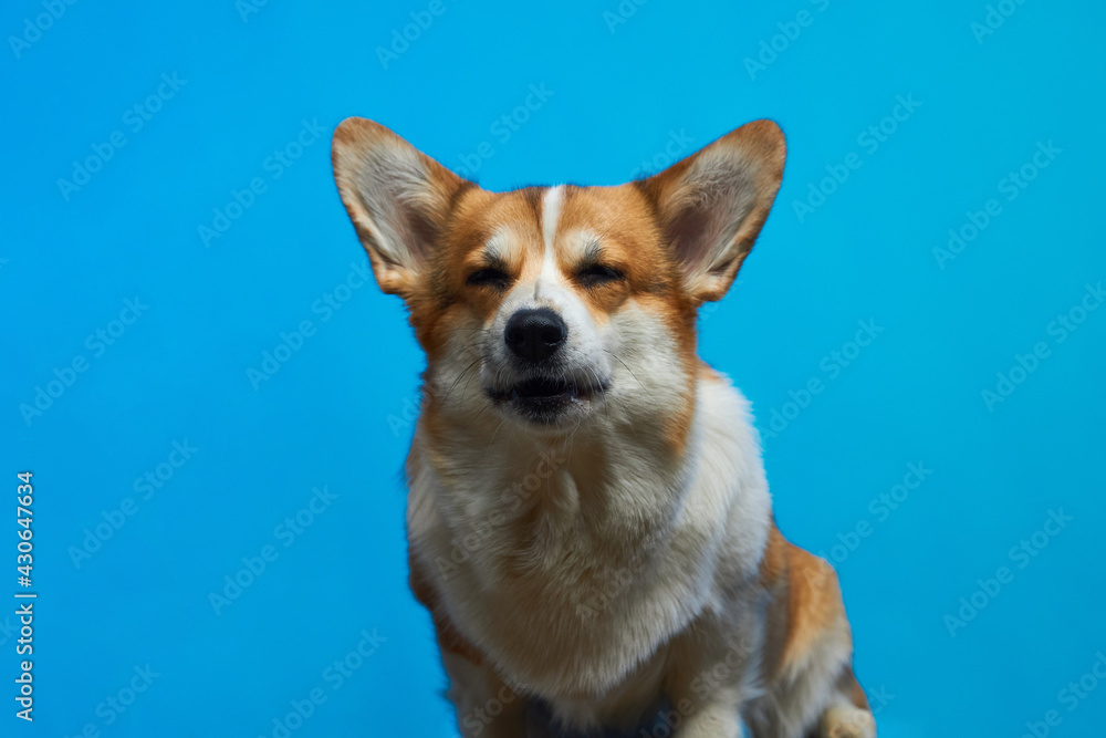 Welsh corgi pembroke. Corgi meditating Welsh corgi pembroke. Corgi meditating