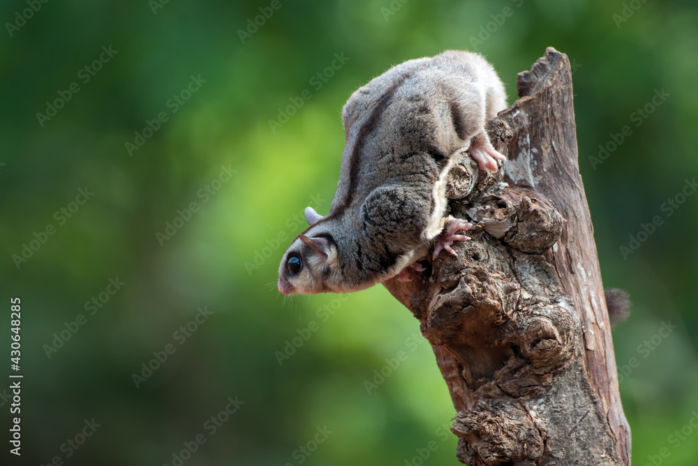 Sugar glider ( Petaurus breviceps ) on the tree branch Sugar glider ( Petaurus breviceps ) on the tree branch