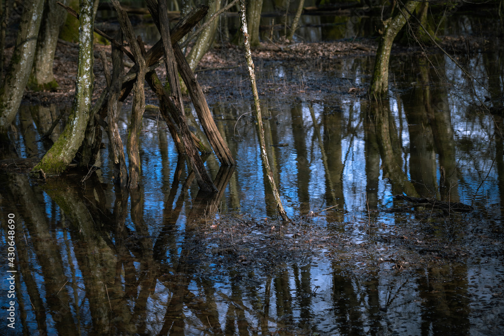 Obraz premium Marécage naturel