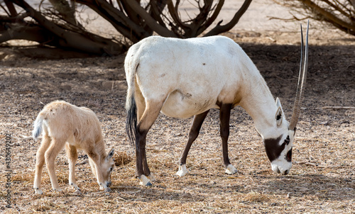 Adult and kid of antelope Arabian white oryx  Oryx dammah . The species inhabits native environments of Sahara desert  recently introduced into nature reserves of the Middle East