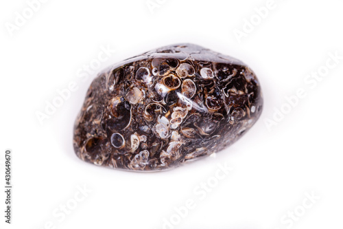 Macro mineral agate fossil fossilized with fossilized turtles on white background
