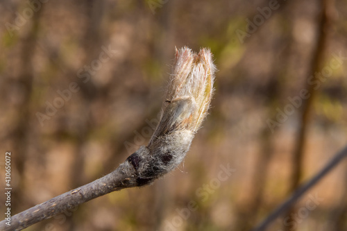 Russia. April 28, 2021. The first leaves break through the buds on the trees.