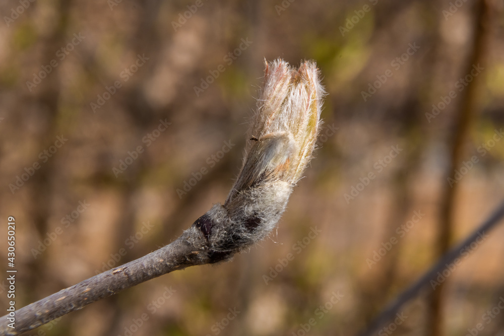 Russia. April 28, 2021. The first leaves break through the buds on the trees. Russia. April 28, 2021. The first leaves break through the buds on the trees.