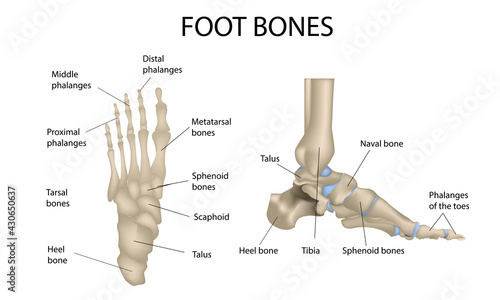 Foot bones, medical illustrations and teaching materials, anatomy, realistic vector