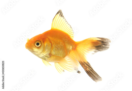 Fantail goldfish cutout