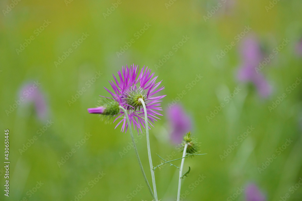 Flor de cardo morada en primavera en el campo Stock Photo | Adobe Stock Flor de cardo morada en primavera en el campo Stock Photo | Adobe Stock