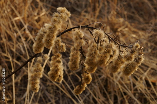 Dry branch of Solidago gigantea with fluffy seeds 