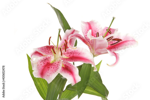 Tablou pe pânză Lilies in a studio