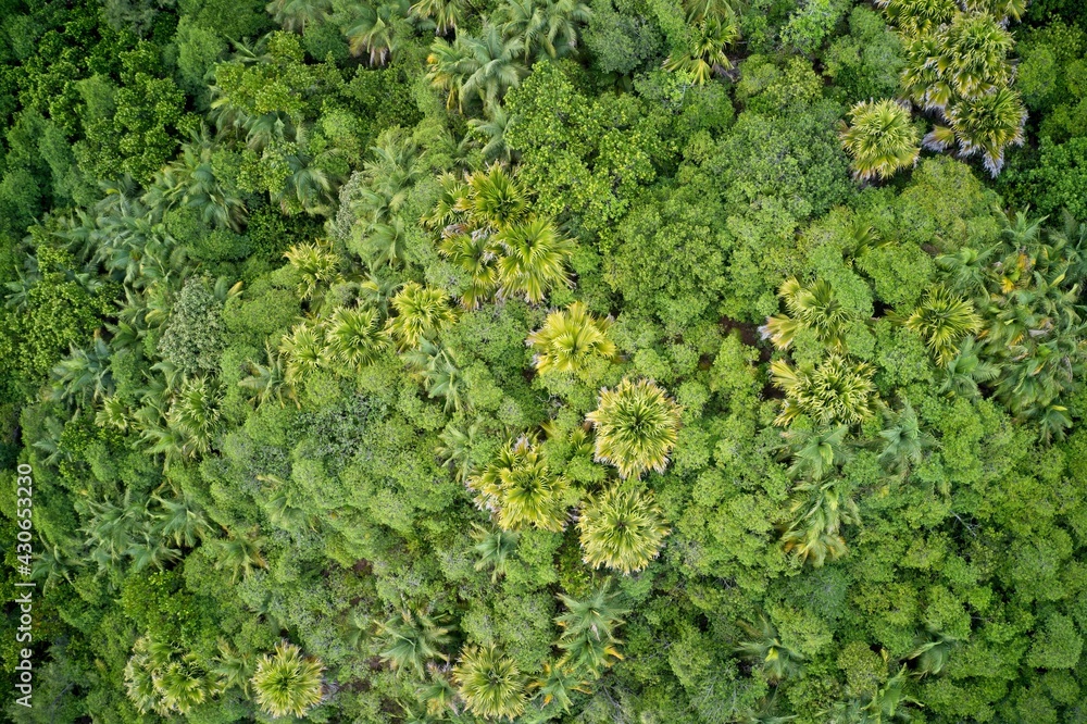 Drone field of green tree canopy and forest Praslin, Seychelles.