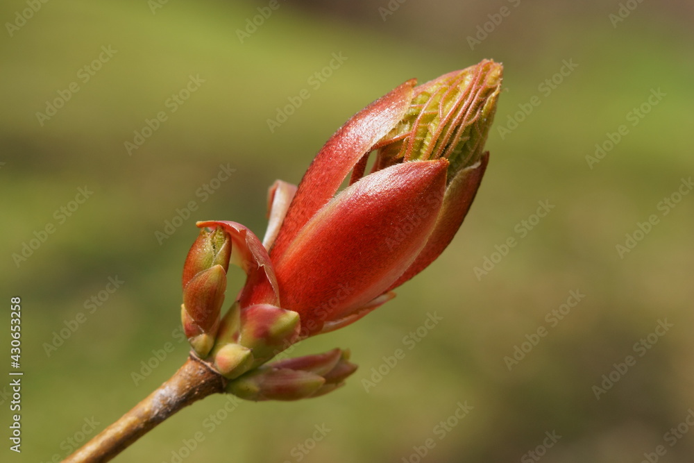 Young maple leaves coming out of the bud, acer platanoides. Young maple leaves coming out of the bud, acer platanoides.