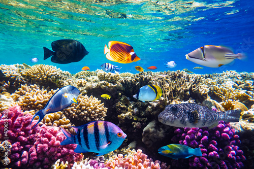 Different tropical fish on a coral reef in the Red Sea photo