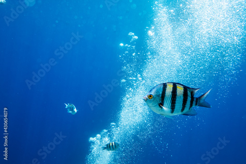 Sergeant Major Fish on a coral reef