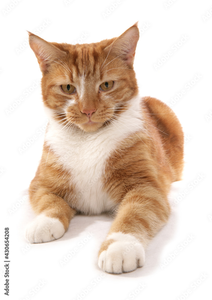 Obraz premium ginger cat laying