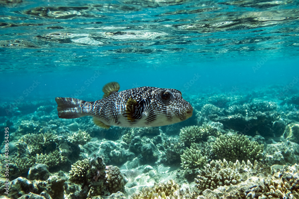 Naklejka premium Pufferfish on a coral reef in the Red Sea