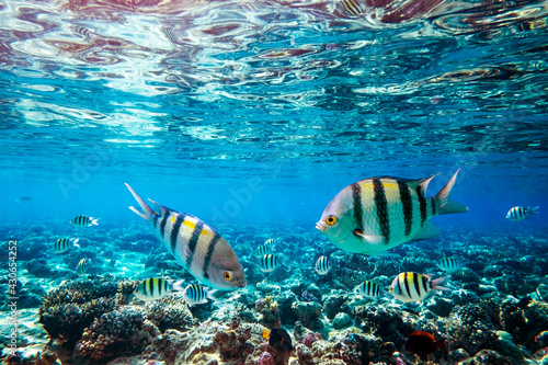 Fototapeta Naklejka Na Ścianę i Meble -  Sergeant Major Fish school on a coral reef i