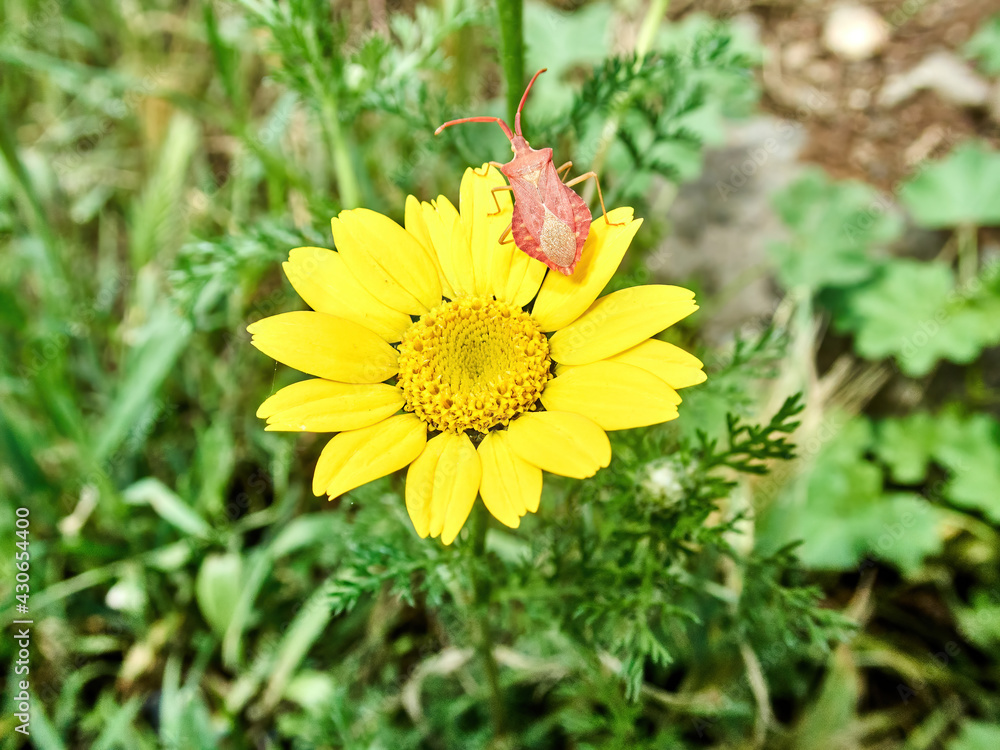 Species Gonocerus acuteangulatus - insect on a pretty yellow flower Species Gonocerus acuteangulatus - insect on a pretty yellow flower