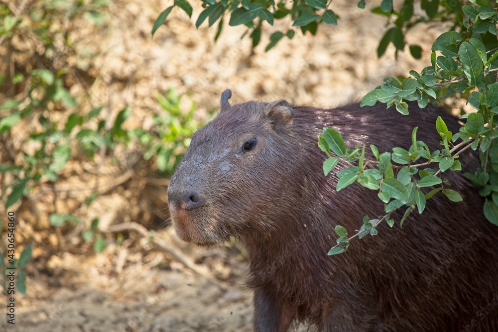 Side on Close up of Capybara (Hydrochoerus hydrochaeris) in the Pampas del Yacuma, Bolivia. Side on Close up of Capybara (Hydrochoerus hydrochaeris) in the Pampas del Yacuma, Bolivia.