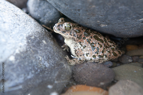 toad under the stone photo