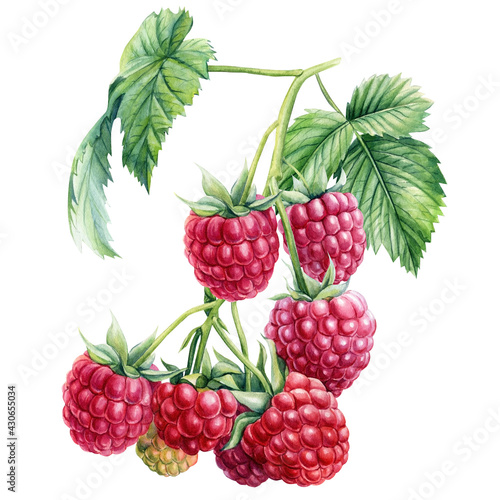 Branch Raspberry berries on an isolated white background. Watercolor botanical illustration