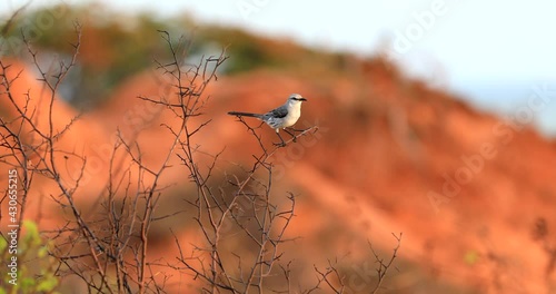 A close-up of a gray bird staying on a dry branch and singing.
Funny cute bird sitting on a branch in tropical landscape. photo