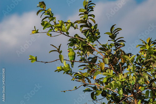 Brotogeris jugularis - catalnica - Perico Barbinaranja