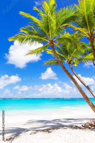 Fototapeta Naklejka Na Ścianę i Meble -  Coconut Palm trees on white sandy beach in Punta Cana, Dominican Republic.