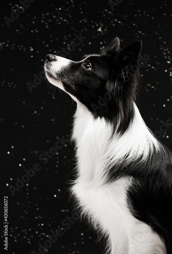 Portrait of a dog in profile, black and white, on a black speckled background. She looks away. Porroda border collie