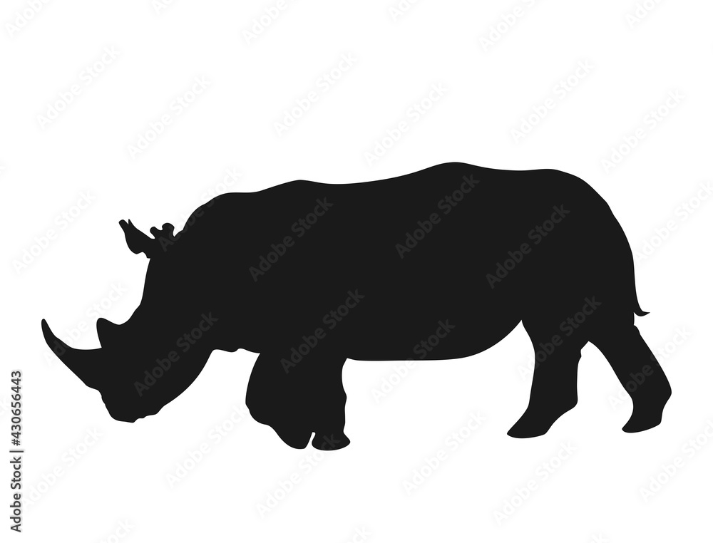 Fototapeta premium Silhouette of a rhino looking for food 