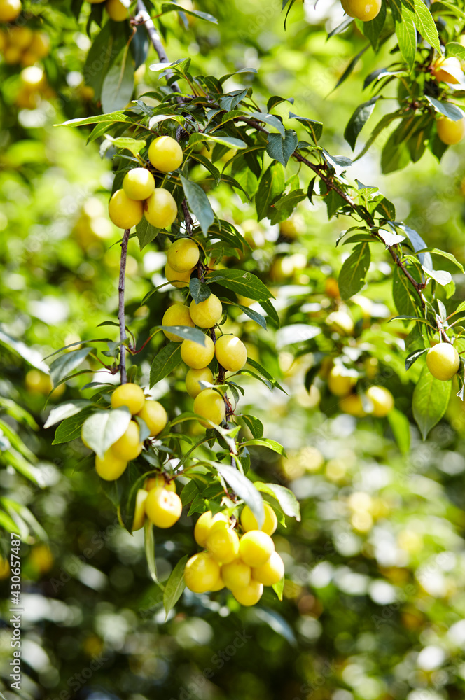 Cherry plum fruits on a tree branch. Ripe fruit among the green leaves in the summer garden in rays of sunlight in nature Cherry plum fruits on a tree branch. Ripe fruit among the green leaves in the summer garden in rays of sunlight in nature