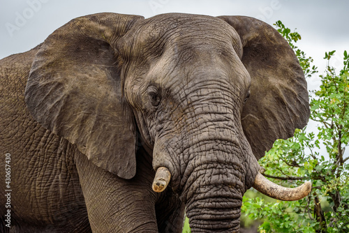 The African bush elephant (Loxodonta africana) in National park Kruger in South Africa.