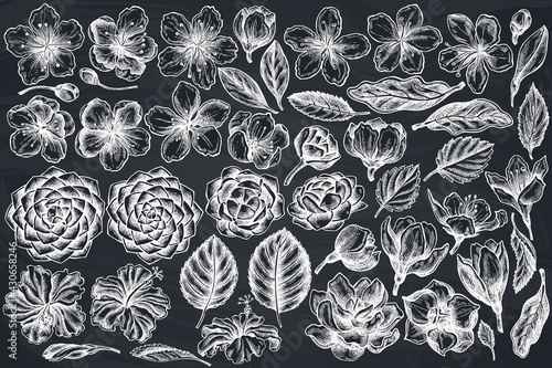 Vector set of hand drawn chalk hibiscus, plum flowers, peach flowers, sakura flowers, magnolia flowers, camellia japonica
