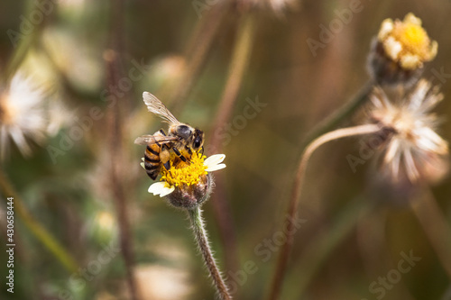 Abelha em uma flor amarela coletando pólen para sua colmeia com fundo desfocado