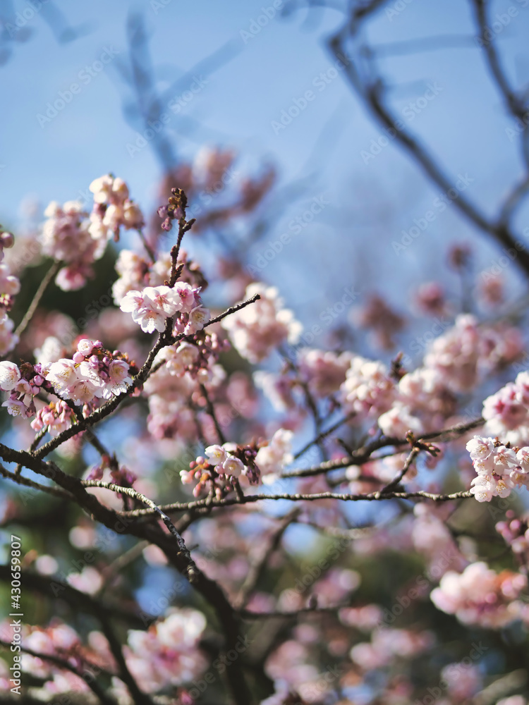 white and pink cherry tree blossom flowers in spring white and pink cherry tree blossom flowers in spring