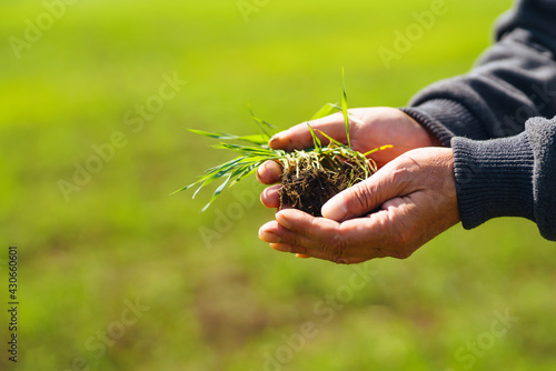 Young Green wheat seedlings in the hands of a farmer. Agronomist checks and explores sprouts of rye. Ripening ears of wheat field. Agricultural business.