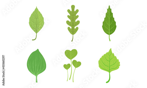 Green Leaf and Foliage with Stem and Veins or Fibers Vector Set