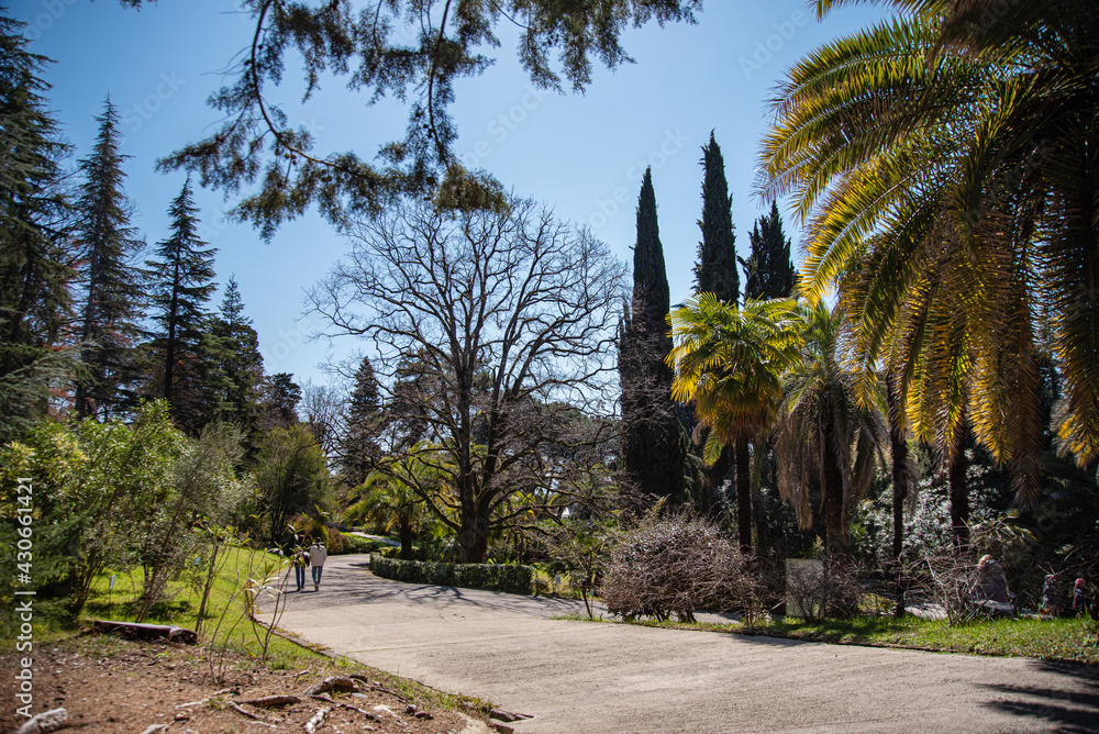 palm trees over the path in the city park arboretum on a sunny summer day. Sochi, Russia