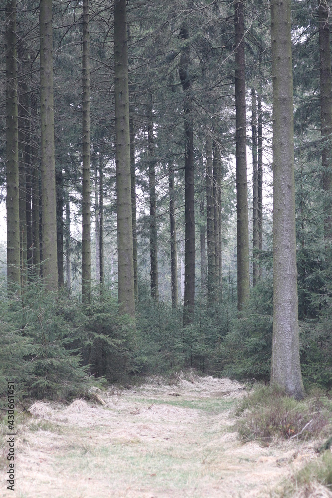 path in the forest path in the forest