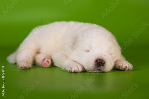 White small Samoyed puppy dog on green background