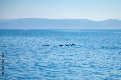 Group of wild dolphins in adriatic sea near croatia cost
