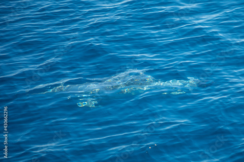 Wild dolphin under water of adriatic sea near croatia cost © dtatiana