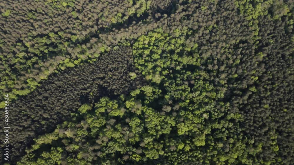 Aerial Shot of Green Summer Forest Aerial Shot of Green Summer Forest