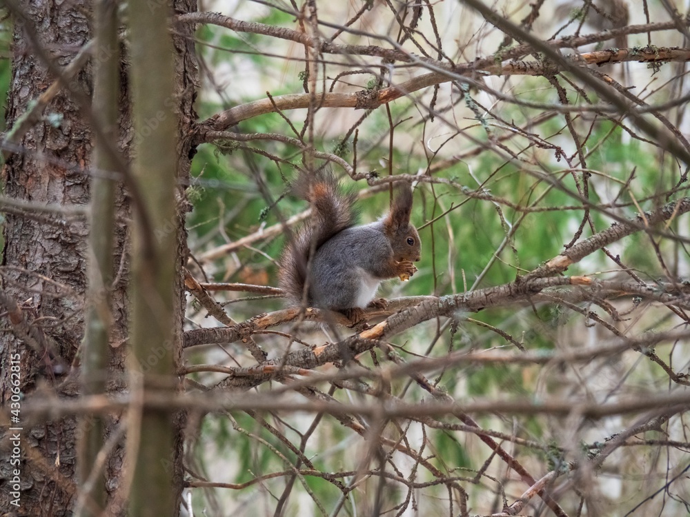 Obraz premium Gray squirrel sits on a tree branch in a park and eats French fries in the branches of a spruce tree. Spring or summer photo hunting. Concept of harmful nutrition for animals. Food theft by rodents.