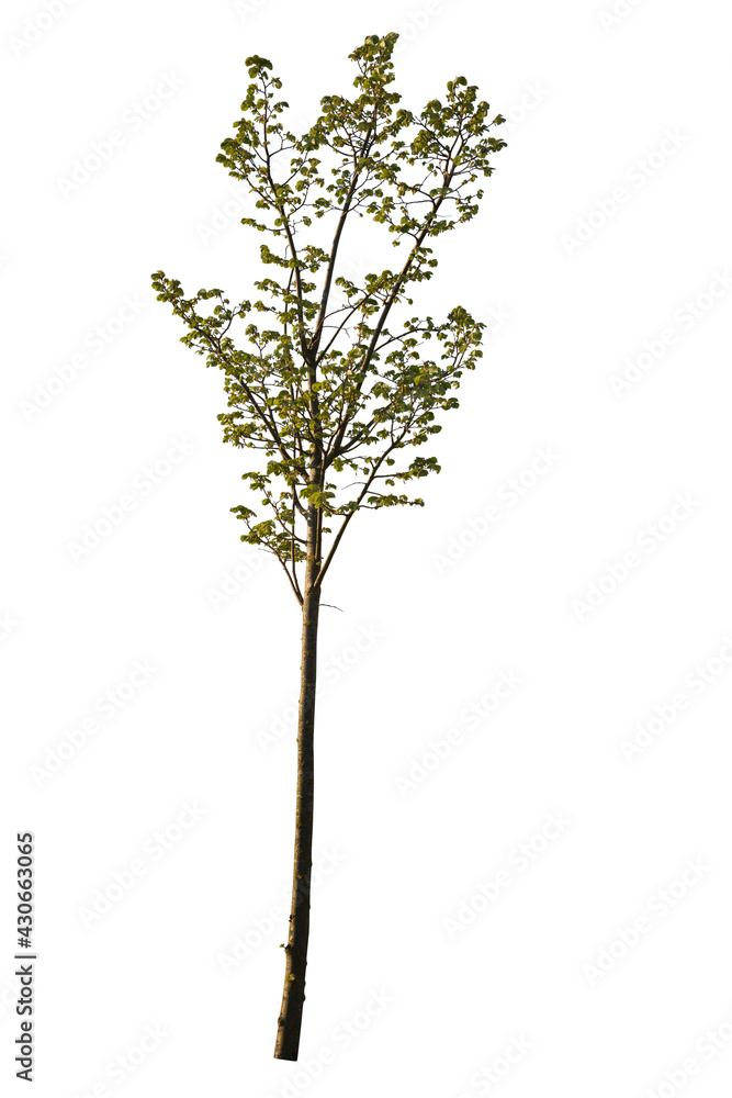 Cut-out wild cherry tree, isolated on white background Cut-out wild cherry tree, isolated on white background