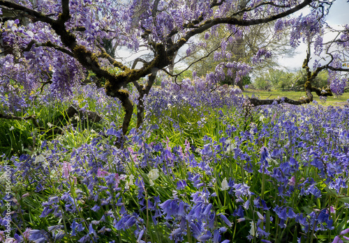 Hispanic Hyancinthoides and wisteria in Bush city park salem Oregon photo