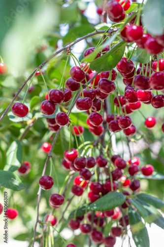 ripe cherry berries on the branches of a tree