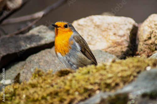 Robin (Erithacus rubecula ) bird in homegarden