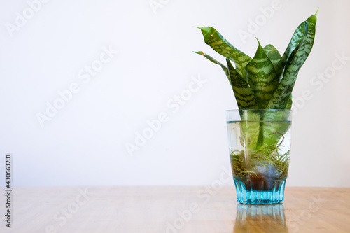 Beautiful suculent plant on wooden table with white background